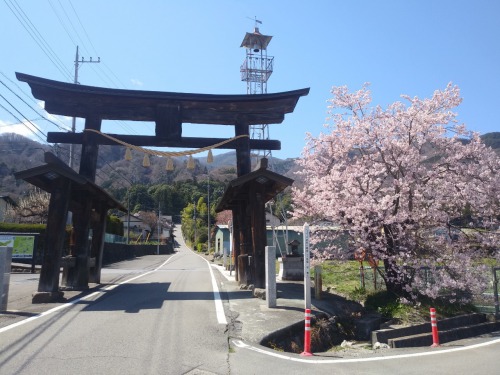 Sakura01.jpg
